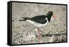 Oystercatcher Side View, on Rocky Shore-null-Framed Stretched Canvas