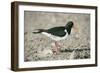 Oystercatcher Side View, on Rocky Shore-null-Framed Photographic Print