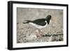Oystercatcher Side View, on Rocky Shore-null-Framed Photographic Print