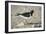 Oystercatcher Side View, on Rocky Shore-null-Framed Photographic Print