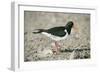 Oystercatcher Side View, on Rocky Shore-null-Framed Photographic Print