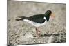 Oystercatcher Side View, on Rocky Shore-null-Mounted Photographic Print