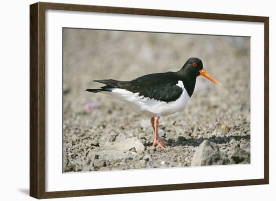 Oystercatcher Side View, on Rocky Shore-null-Framed Photographic Print