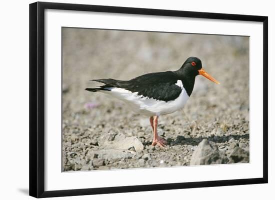 Oystercatcher Side View, on Rocky Shore-null-Framed Photographic Print