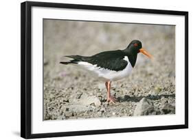 Oystercatcher Side View, on Rocky Shore-null-Framed Photographic Print