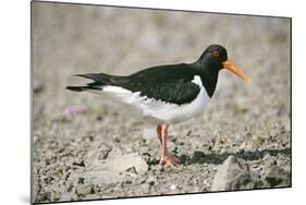 Oystercatcher Side View, on Rocky Shore-null-Mounted Photographic Print