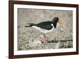 Oystercatcher Side View, on Rocky Shore-null-Framed Photographic Print