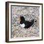 Oystercatcher-CM Dixon-Framed Photographic Print