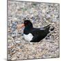 Oystercatcher-CM Dixon-Mounted Photographic Print