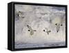 Oystercatchers in Flight over Breaking Surf, Norfolk, UK, December-Gary Smith-Framed Stretched Canvas