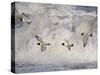 Oystercatchers in Flight over Breaking Surf, Norfolk, UK, December-Gary Smith-Stretched Canvas