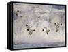 Oystercatchers in Flight over Breaking Surf, Norfolk, UK, December-Gary Smith-Framed Stretched Canvas