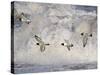 Oystercatchers in Flight over Breaking Surf, Norfolk, UK, December-Gary Smith-Stretched Canvas