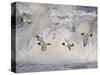 Oystercatchers in Flight over Breaking Surf, Norfolk, UK, December-Gary Smith-Stretched Canvas