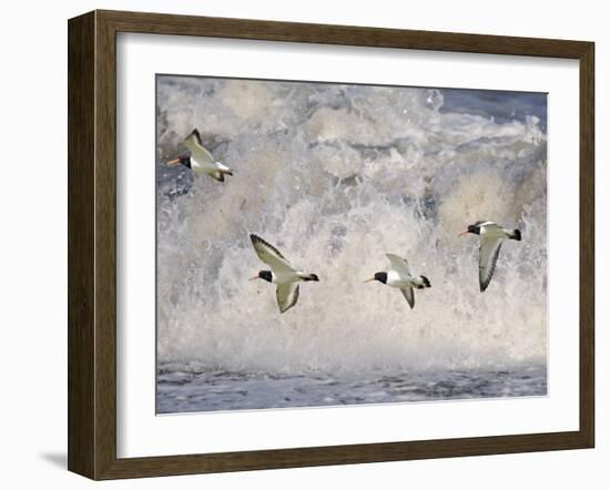 Oystercatchers in Flight over Breaking Surf, Norfolk, UK, December-Gary Smith-Framed Photographic Print