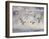 Oystercatchers in Flight over Breaking Surf, Norfolk, UK, December-Gary Smith-Framed Photographic Print