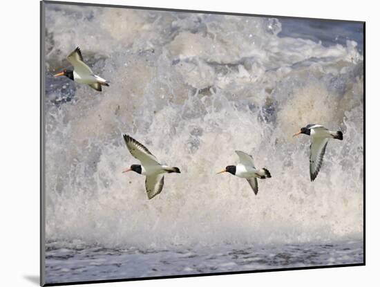 Oystercatchers in Flight over Breaking Surf, Norfolk, UK, December-Gary Smith-Mounted Photographic Print
