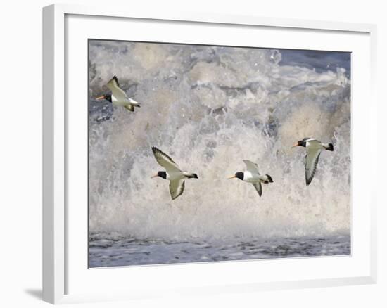 Oystercatchers in Flight over Breaking Surf, Norfolk, UK, December-Gary Smith-Framed Photographic Print