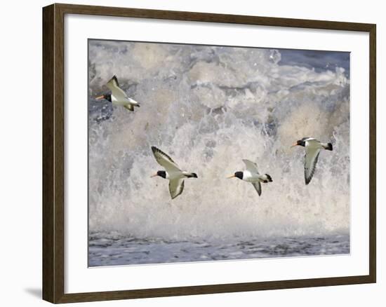 Oystercatchers in Flight over Breaking Surf, Norfolk, UK, December-Gary Smith-Framed Photographic Print