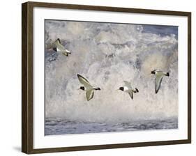 Oystercatchers in Flight over Breaking Surf, Norfolk, UK, December-Gary Smith-Framed Photographic Print