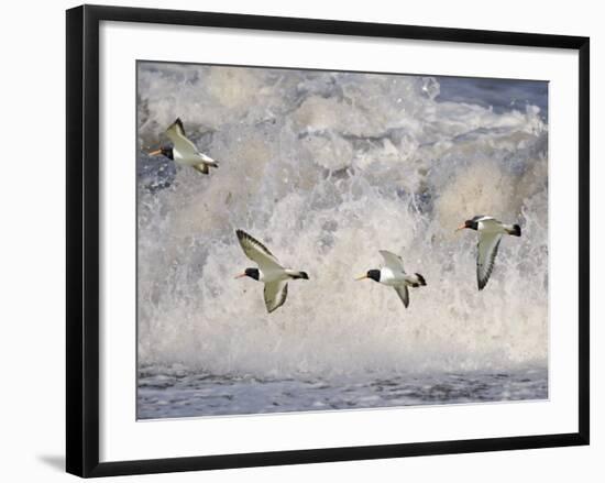 Oystercatchers in Flight over Breaking Surf, Norfolk, UK, December-Gary Smith-Framed Photographic Print