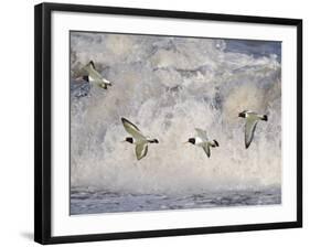 Oystercatchers in Flight over Breaking Surf, Norfolk, UK, December-Gary Smith-Framed Photographic Print