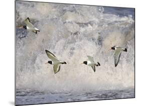 Oystercatchers in Flight over Breaking Surf, Norfolk, UK, December-Gary Smith-Mounted Photographic Print