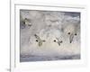 Oystercatchers in Flight over Breaking Surf, Norfolk, UK, December-Gary Smith-Framed Photographic Print