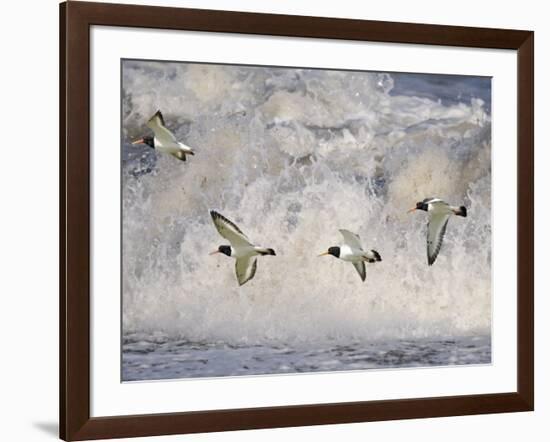 Oystercatchers in Flight over Breaking Surf, Norfolk, UK, December-Gary Smith-Framed Photographic Print