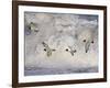 Oystercatchers in Flight over Breaking Surf, Norfolk, UK, December-Gary Smith-Framed Photographic Print