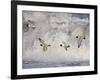 Oystercatchers in Flight over Breaking Surf, Norfolk, UK, December-Gary Smith-Framed Photographic Print