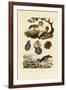 Oysters, 1833-39-null-Framed Giclee Print