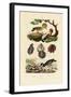 Oysters, 1833-39-null-Framed Giclee Print