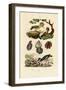 Oysters, 1833-39-null-Framed Giclee Print