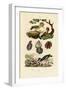 Oysters, 1833-39-null-Framed Giclee Print