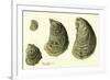 Oysters Ages 1-4-null-Framed Giclee Print