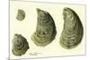 Oysters Ages 1-4-null-Mounted Giclee Print