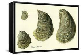 Oysters Ages 1-4-null-Framed Stretched Canvas