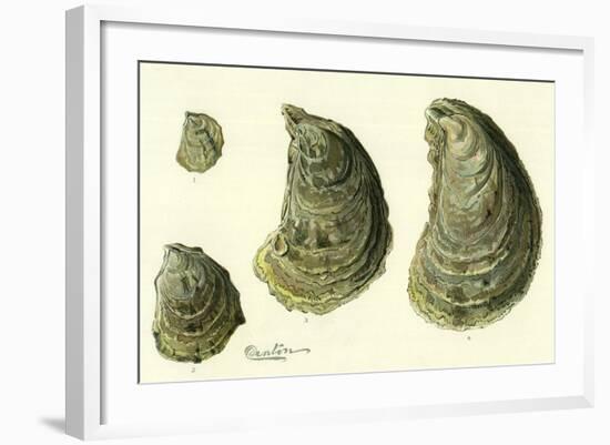 Oysters Ages 1-4-null-Framed Giclee Print