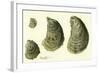 Oysters Ages 1-4-null-Framed Giclee Print