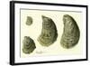 Oysters Ages 1-4-null-Framed Giclee Print