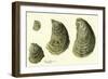 Oysters Ages 1-4-null-Framed Premium Giclee Print