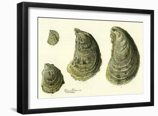 Oysters Ages 1-4-null-Framed Premium Giclee Print