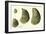 Oysters Ages 1-4-null-Framed Premium Giclee Print