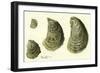 Oysters Ages 1-4-null-Framed Premium Giclee Print