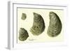 Oysters Ages 1-4-null-Framed Premium Giclee Print