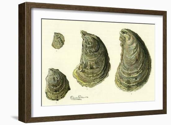 Oysters Ages 1-4-null-Framed Giclee Print