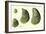 Oysters Ages 1-4-null-Framed Giclee Print