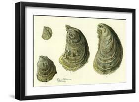 Oysters Ages 1-4-null-Framed Giclee Print