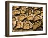 Oysters at Sydney Fish Market, Sydney, Australia-David Wall-Framed Premium Photographic Print